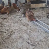 فروش ست 4 عددی برهما پاتریک حراج