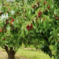 120متر باغچه سنددار در راحت اباد لواسان