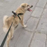 سگ خراسانی اصیل