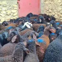 بره نر قزل افشار پای پروار