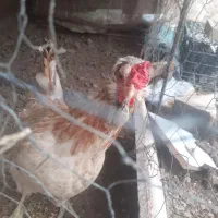 فروش مرغ گلین