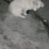 صگه