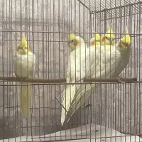 عروس هلندی