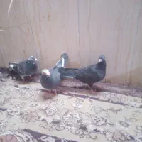 میزتلفن....|میز تلویزیون|مشهد, نیزه|دیوار