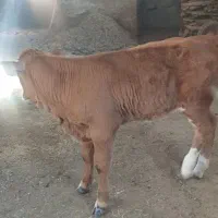گوساله  ماده