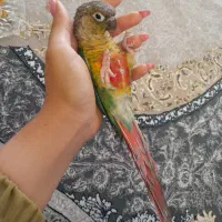 طوطی پرنده گرینچیک فول دستی سخنگو