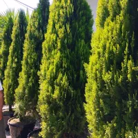 کامیس نوکدار .گل توری