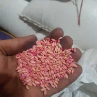 گندم بذری دیم
