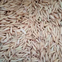 شلتوک هاشمی