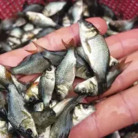 مرکز بچه ماهی