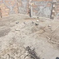 کفتر