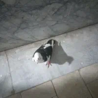 کفتر