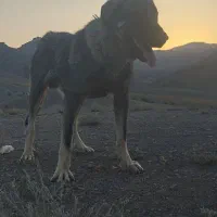 واگذاری توله سگ عراقی