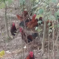 مرغ وخروس لومی