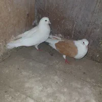 کبوتر