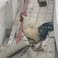 دو عدد خروس محلی، سالم،جوان فقط 2 میلیون فروش فوری