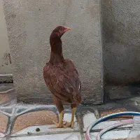 عروس هلندی