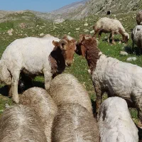 گوسفند
