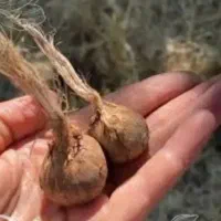 پیاز زعفران