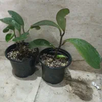 گل گلدان