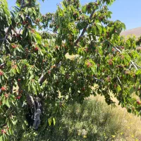 باغ فروشی
