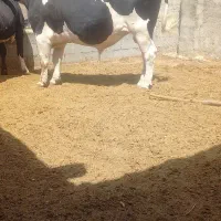 گاو