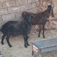چاوش نر یک ساله