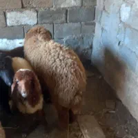 شیش عدد بره نر چاق وکمر پر