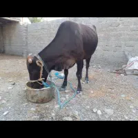دوراس ماده گاو آبستن