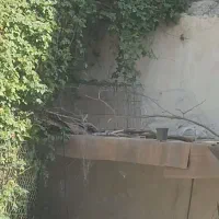 مست