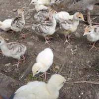 جوجه بوقلمون