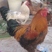 مرغ خروس برهما