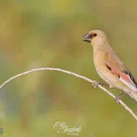 سره خاکی ماده