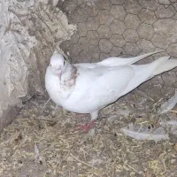 طوقی نر