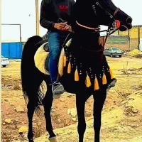 سیلمی بن محشر