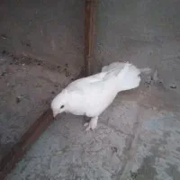 کفتر کار درست