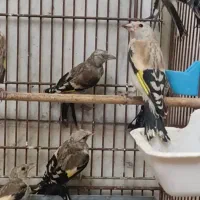 جوجه سهره های رنگ خاص