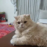 گربه