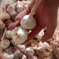 سیر تیمی دزفول