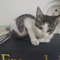 واگزاری بچه گربه