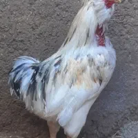 فروش خروس گلین پنگوئنی