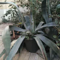 گل آگاو|گل و گیاه طبیعی|یزد, |دیوار