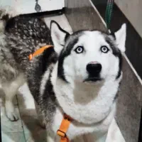 سگ هاسکی خونگی