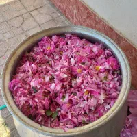 گلاب|خوردنی و آشامیدنی|ارومیه, |دیوار
