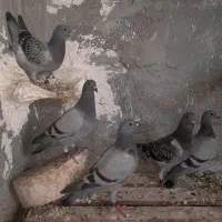 کبوتر  یا پرنده