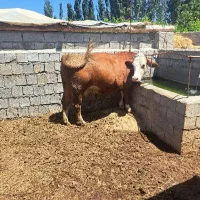 گاو ماده سیمینتال تک رنگ