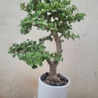 بونسای جید یا خرفه