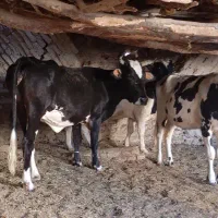 چند راس گاو و یک الاغ