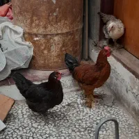 مرغ و جوجه