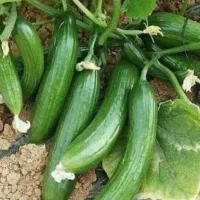 فروش خیار طبیعی باغی و بدون سم و ارگانیک